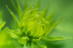 植物