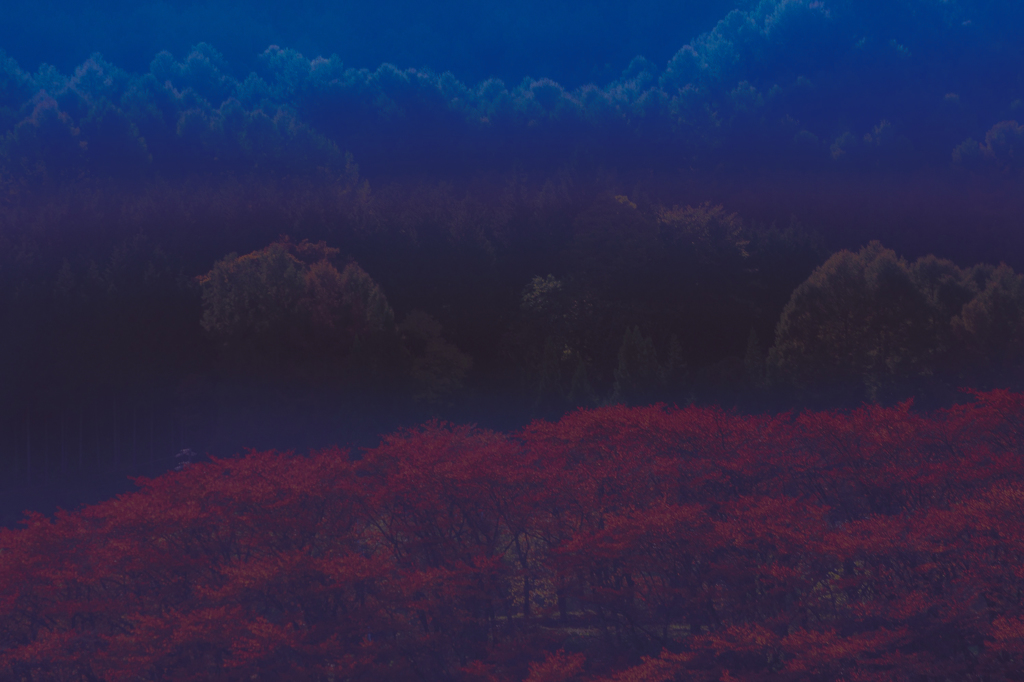 冷たい紅葉（再度焼き直し）