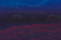 冷たい紅葉（再度焼き直し）