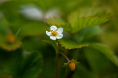 苺の花　苺