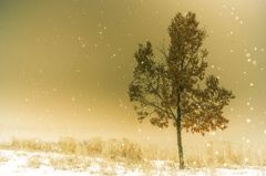 優しく雪が降る