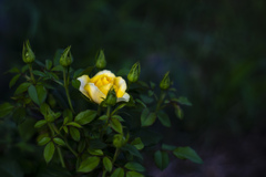 若薔薇
