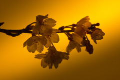 黄色と桜