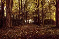 落葉の道　もう一歩レタッチ