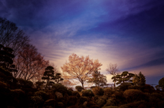 空と桜