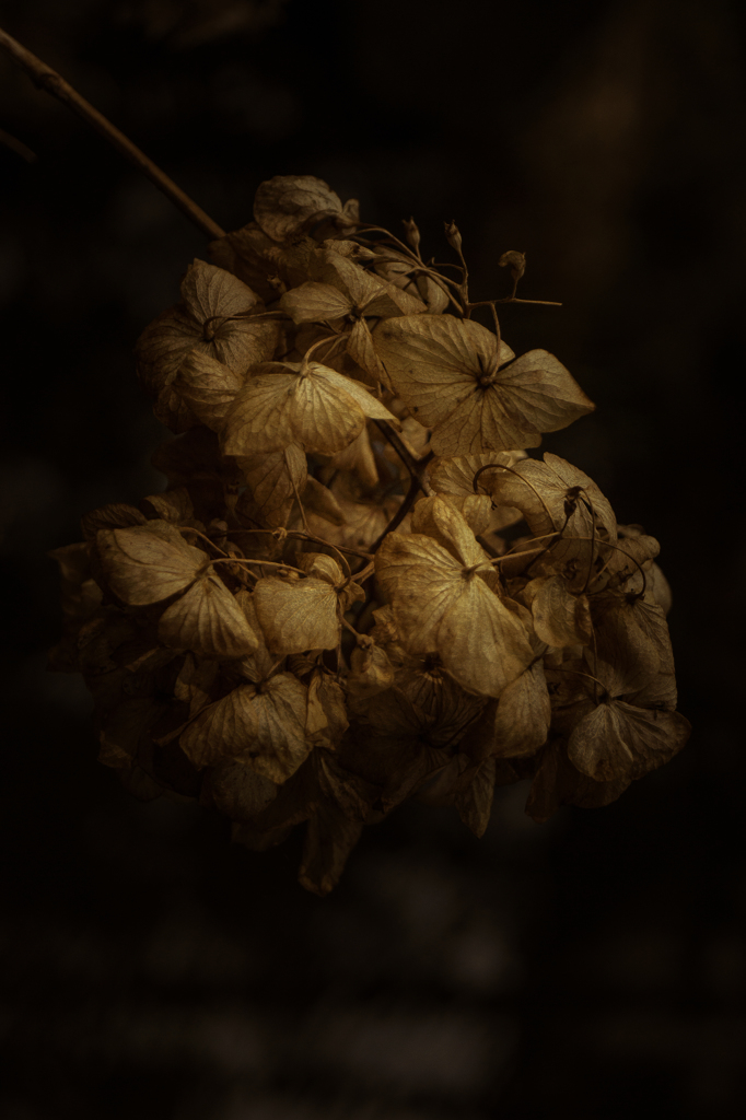 枯紫陽花