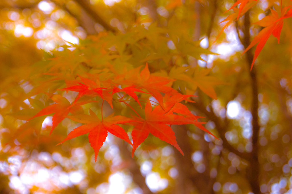 優しい紅葉
