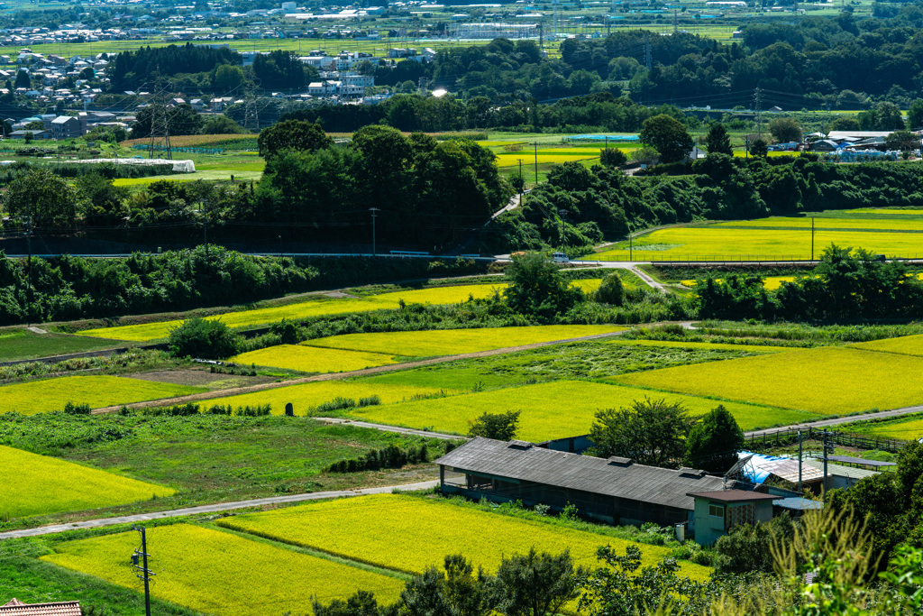 田園