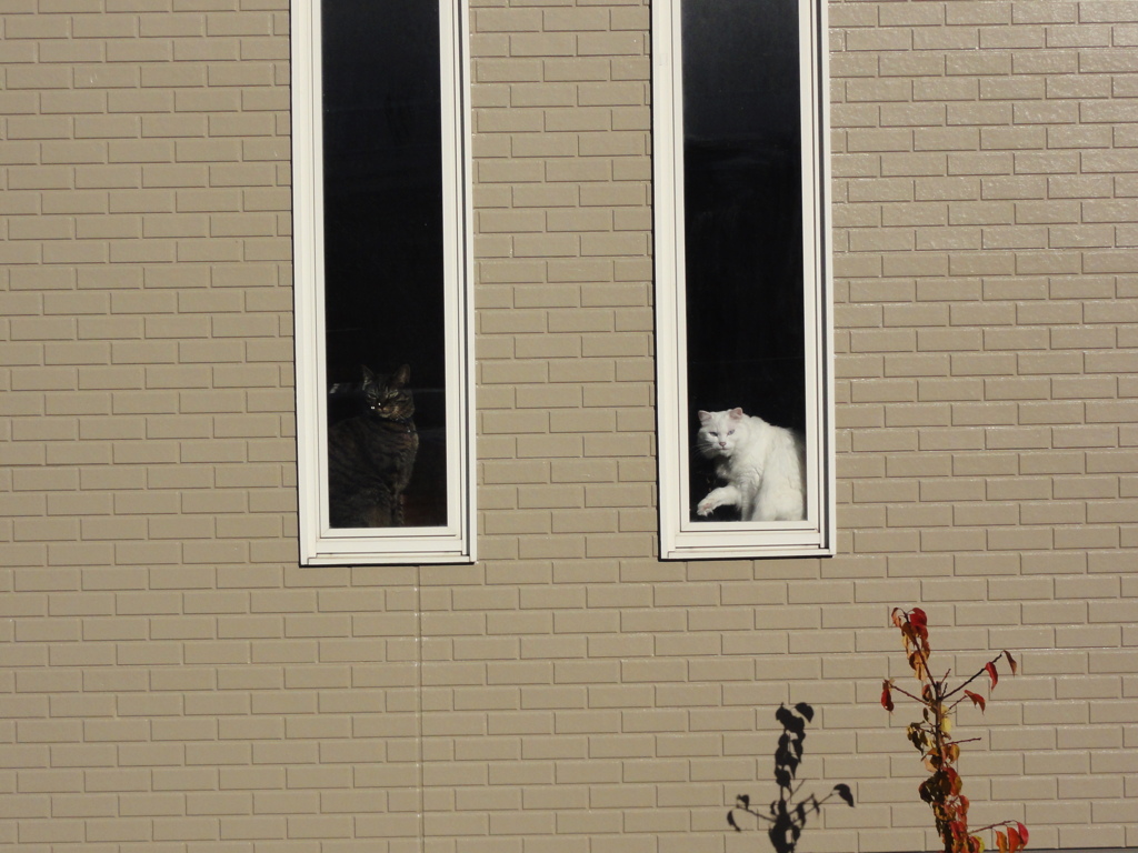 窓と猫