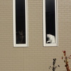 窓と猫