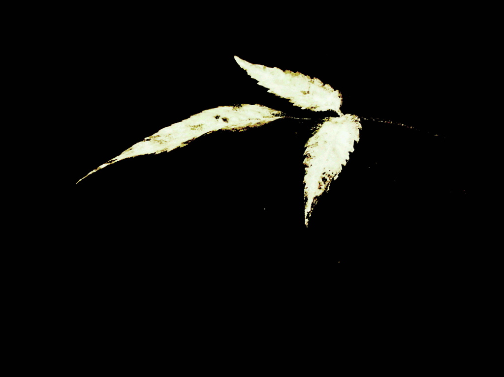 白葉2