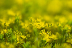 黄色い花C