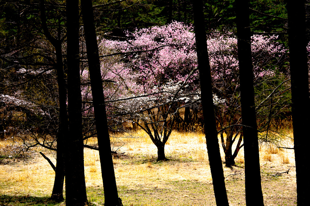 山の桜