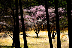 山の桜