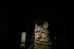 久しぶりに猫の写真でも