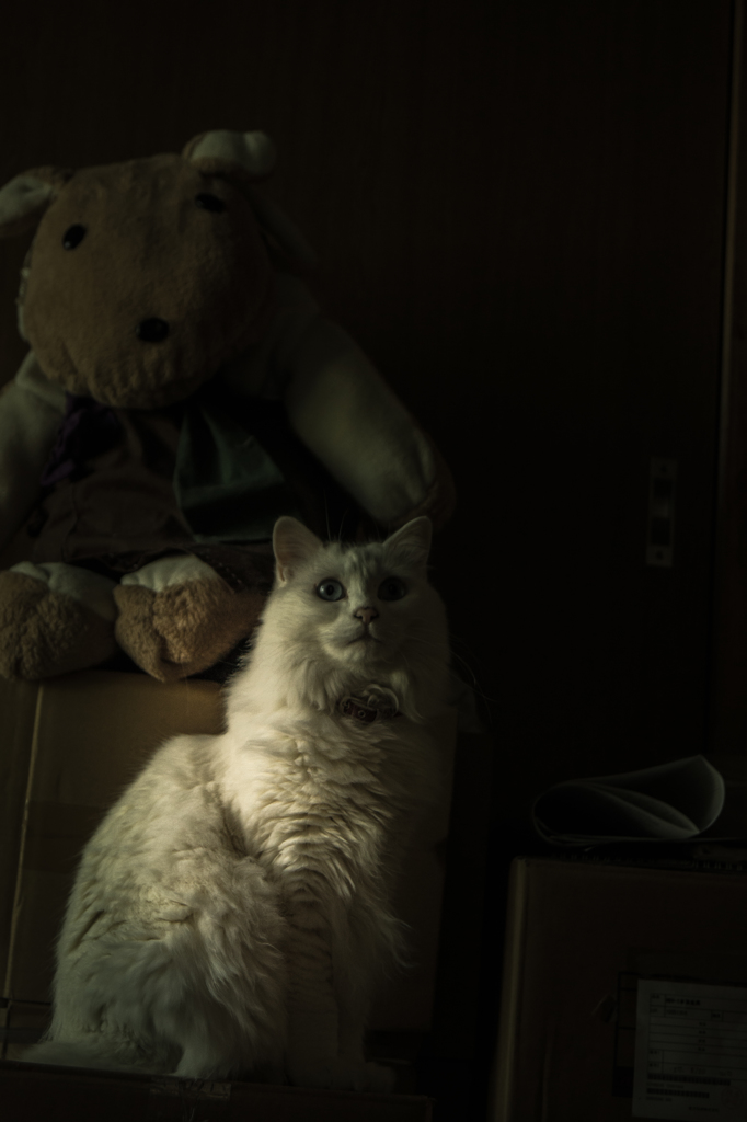 ねことぬいぐるみ