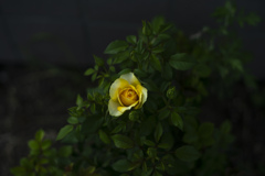 黄色い薔薇