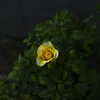 黄色い薔薇