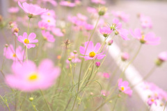 霞秋桜