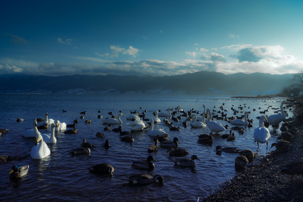 水鳥達の湖
