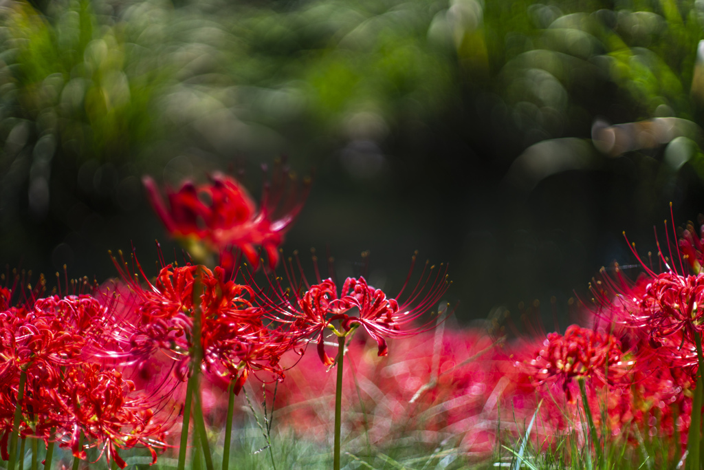 紅