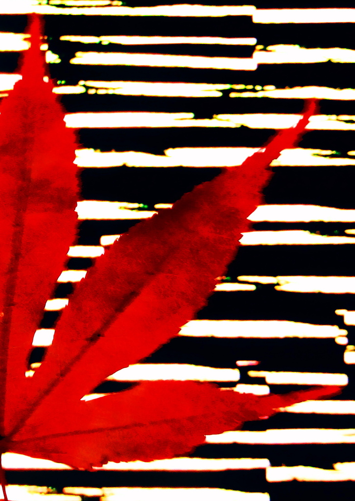 2分の1の紅葉 