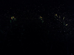 作り込み　背景（夜）色違い