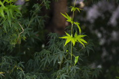 夏紅葉