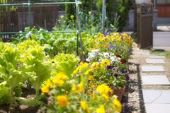 家庭菜園と花