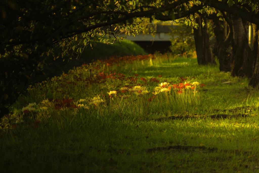 彼岸花の回廊
