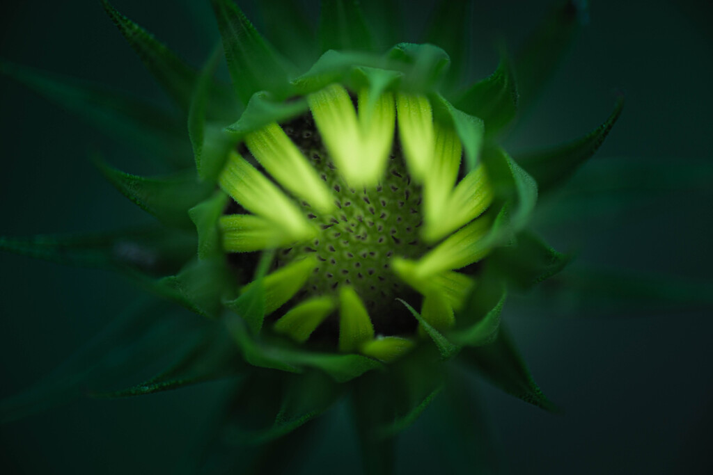 開花前