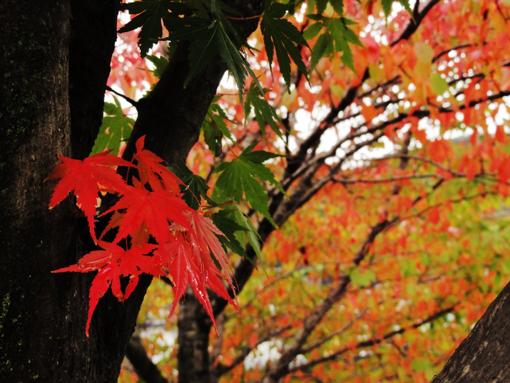 紅葉