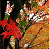 紅葉