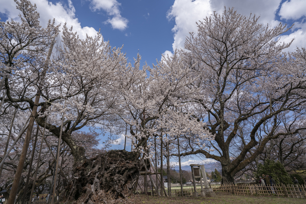 山高神代桜