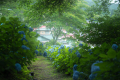 紫陽花公園
