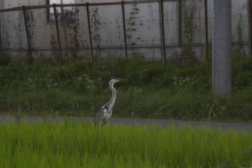 アオサギ