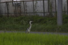 アオサギ