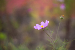 11月中頃の秋桜