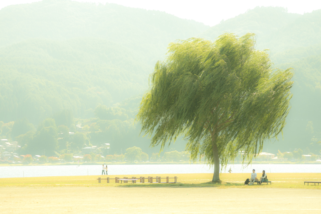 柳と午後のひととき