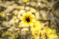 光ノ花