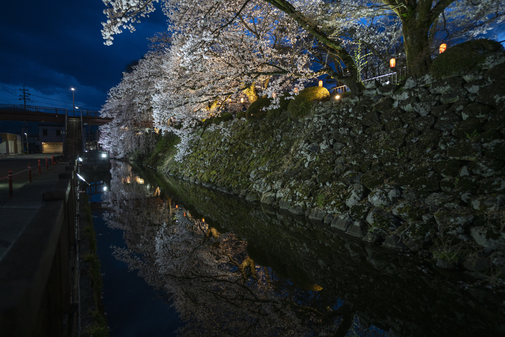夜桜
