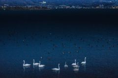 白鳥の湖