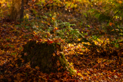 切り株と落ち紅葉
