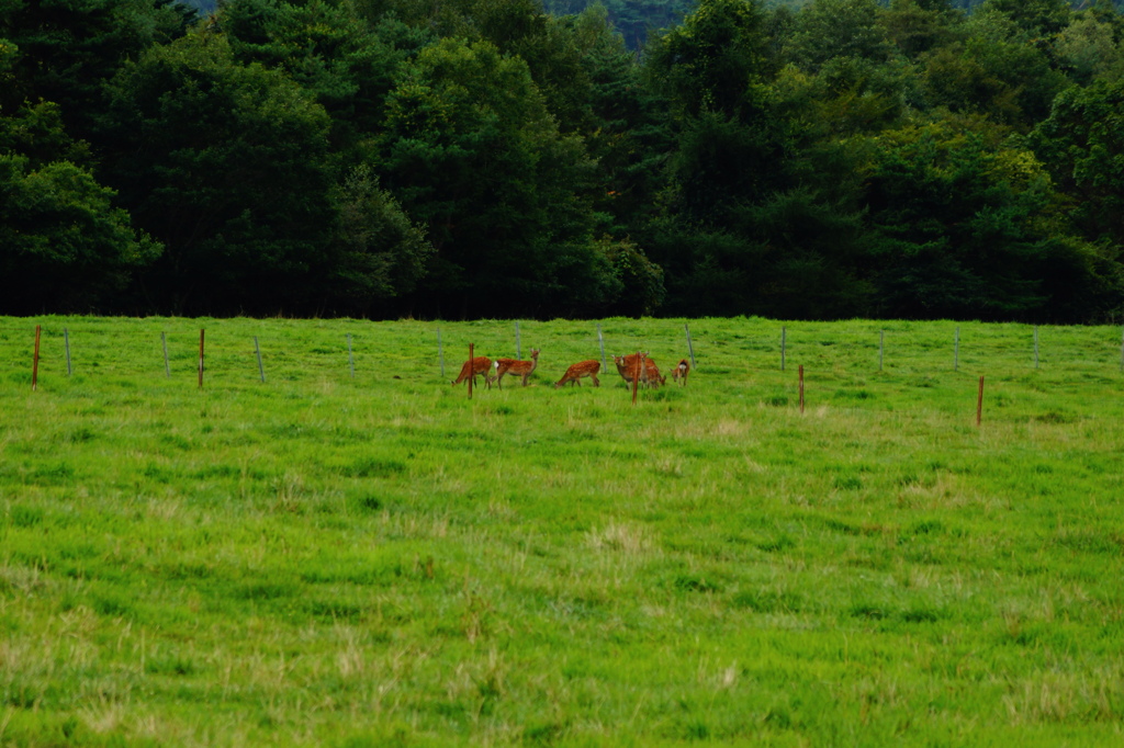 遠くの鹿