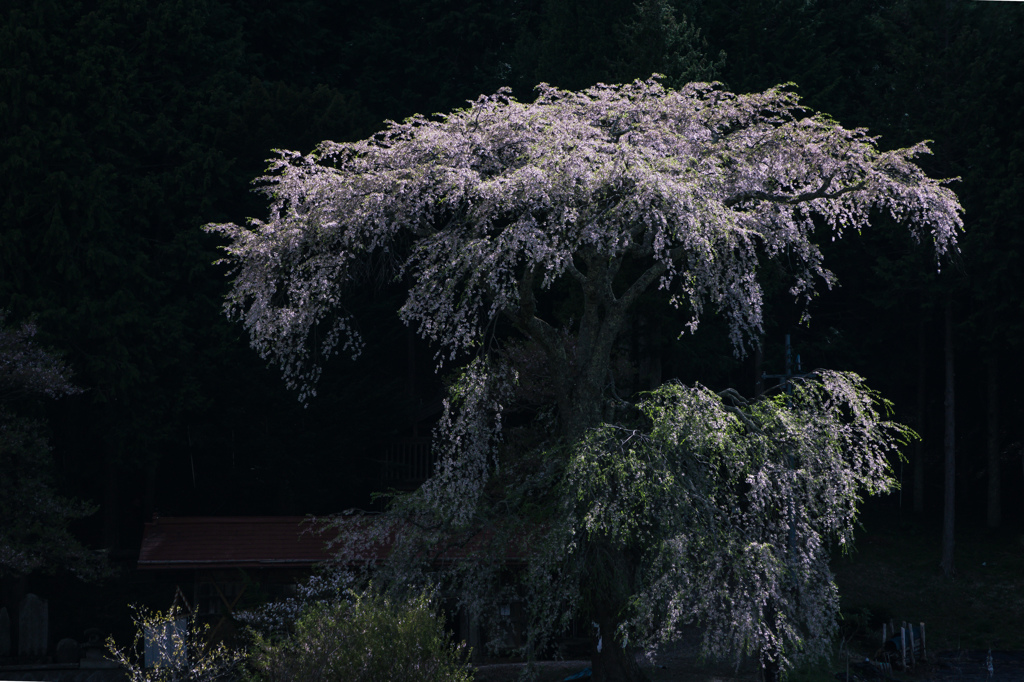サヨナラサクラ