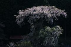 サヨナラサクラ