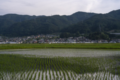 田んぼと山