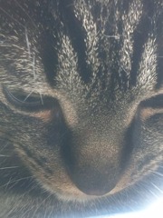 ざりがにアーム　まゆ