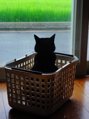 箱入りねこ　じっと外を見る