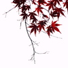白い背景の紅葉
